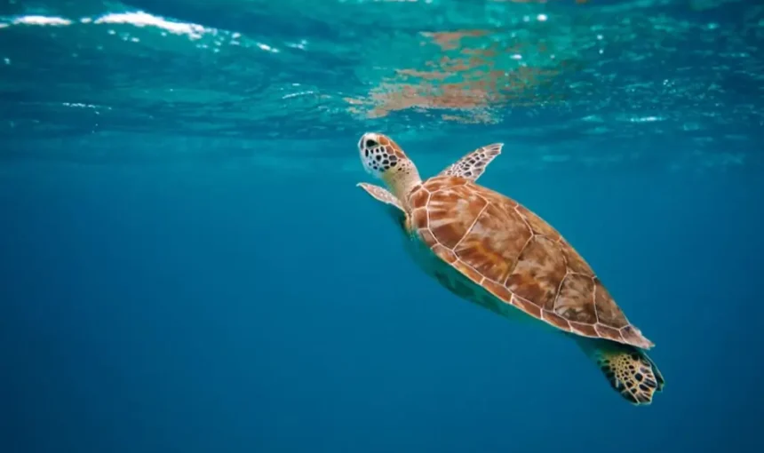 Why Sea Turtles Are the True Stars of the Ocean